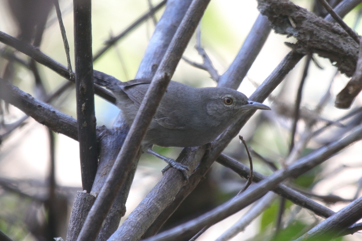 Cucarachero Gris - ML459470401