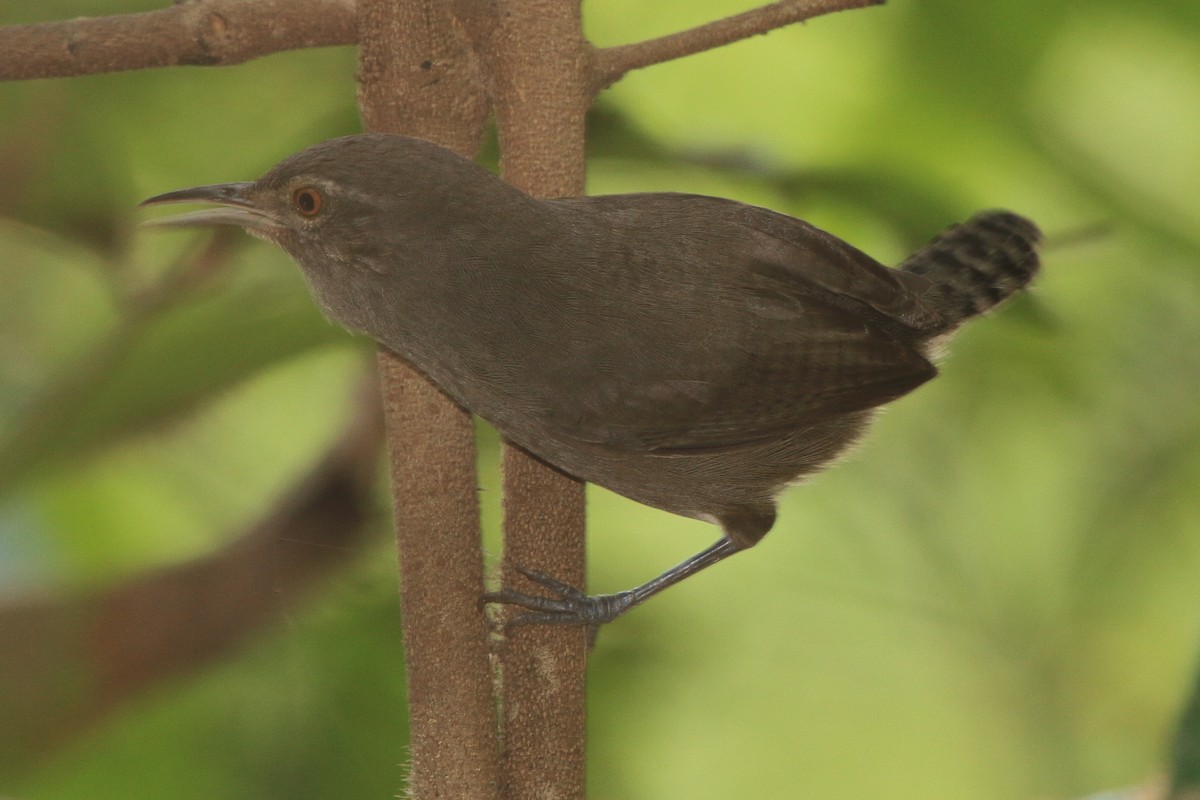 Gray Wren - ML459470411