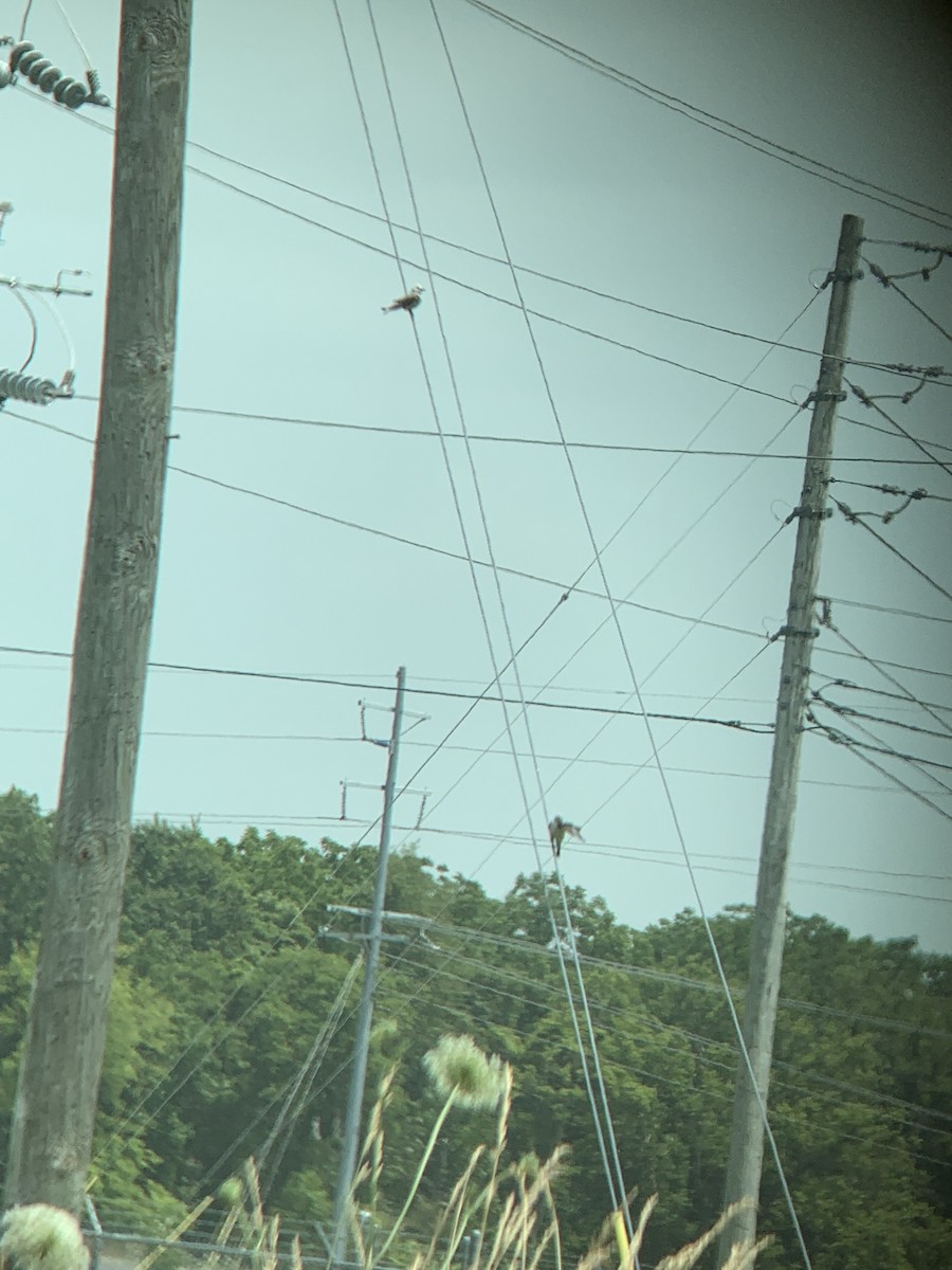 Scissor-tailed Flycatcher - ML459470751