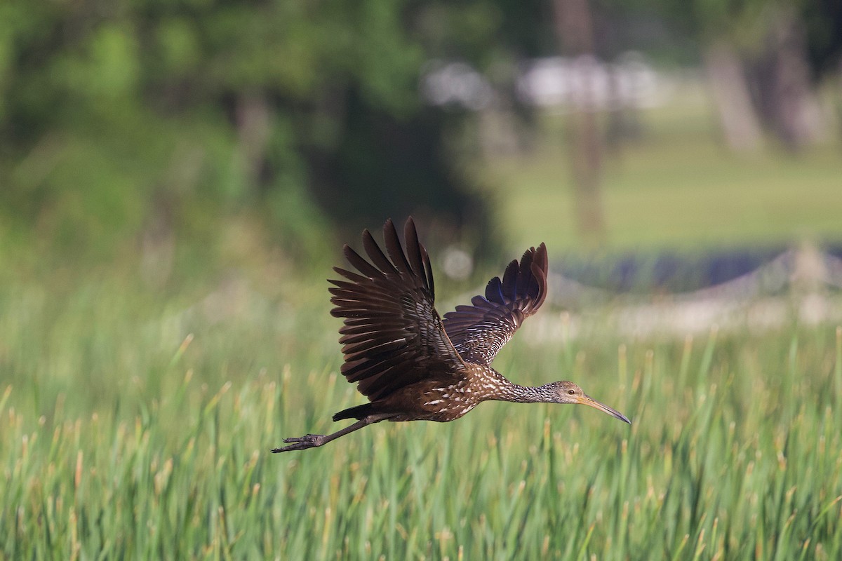 Limpkin - dana nelson