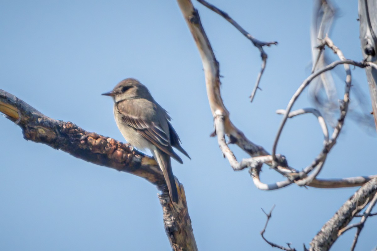 Blasskehl-Schnäppertyrann - ML459470991