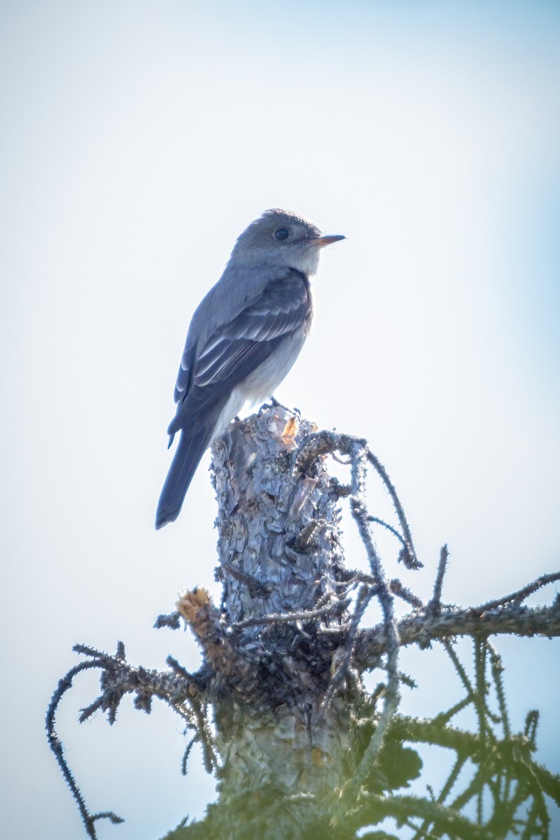 Western Wood-Pewee - ML459471031