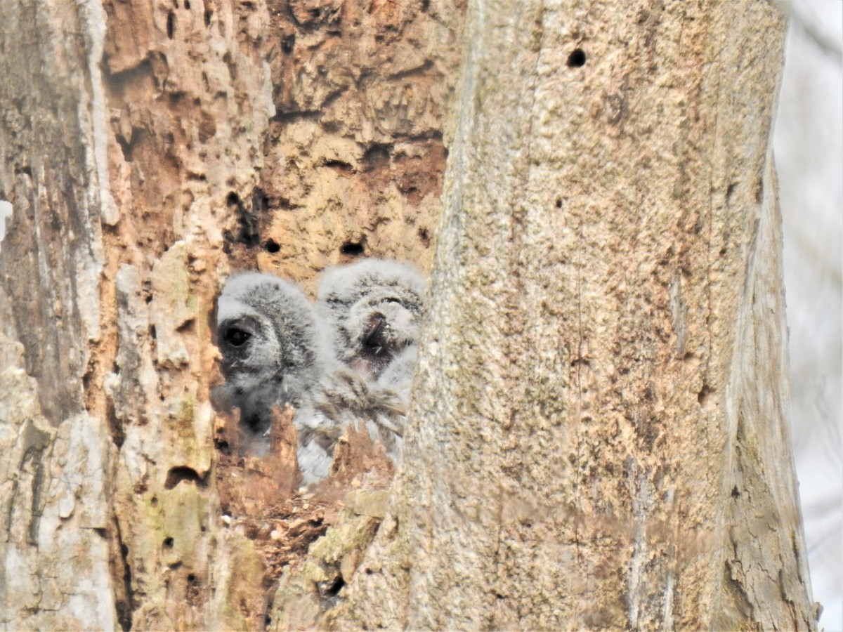 Barred Owl - Susan Brauning