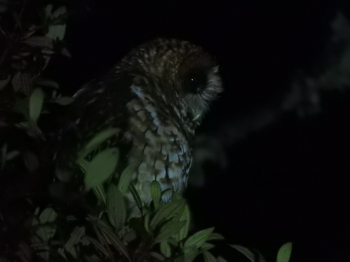 Rufous-banded Owl - Agustin Carrasco