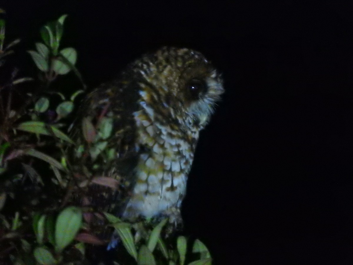 Rufous-banded Owl - Agustin Carrasco