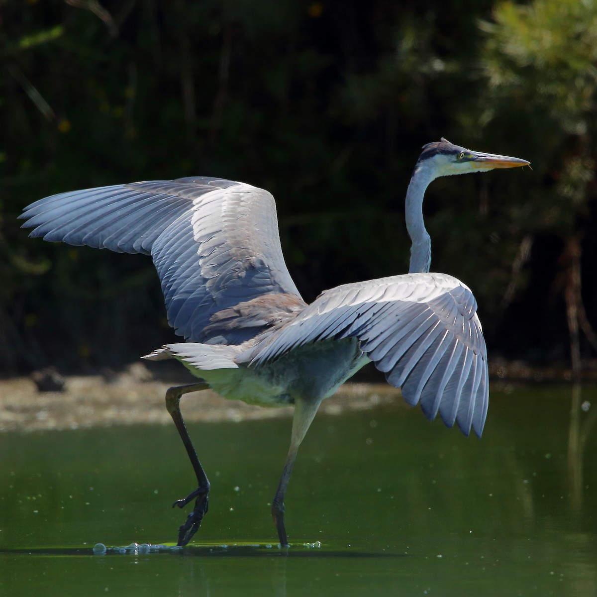 Cocoi Heron - Rubén Concha Leiva