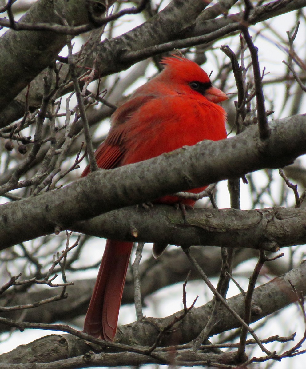 Northern Cardinal - Eric D Gyllenhaal