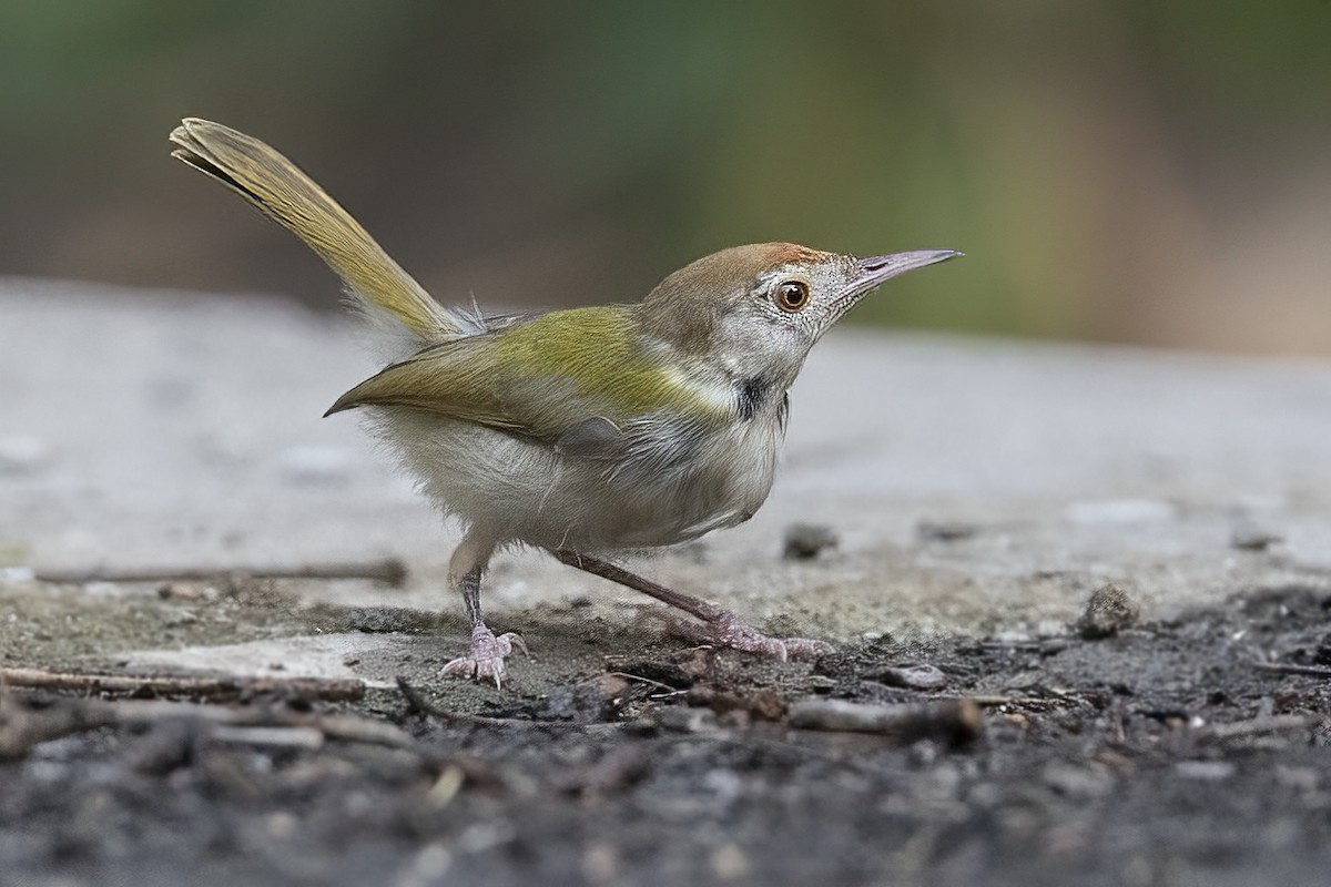 Common Tailorbird - Parmil Kumar