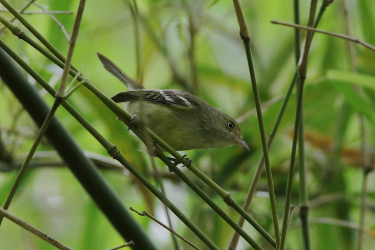 Jamaican Vireo - ML459472631