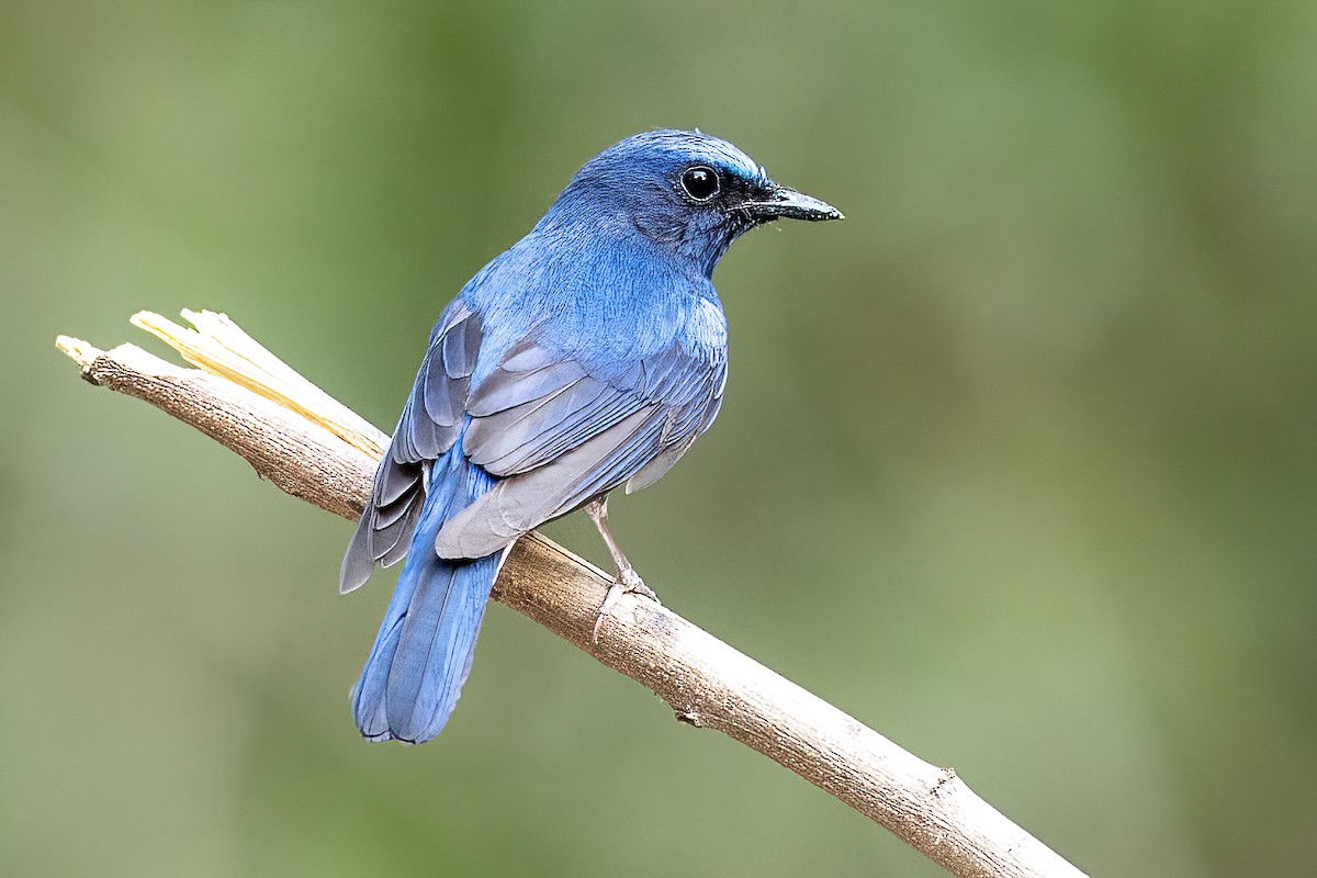 Blaukehl-Blauschnäpper - ML459472851