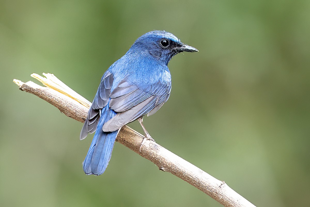 Blue-throated Flycatcher - ML459472851