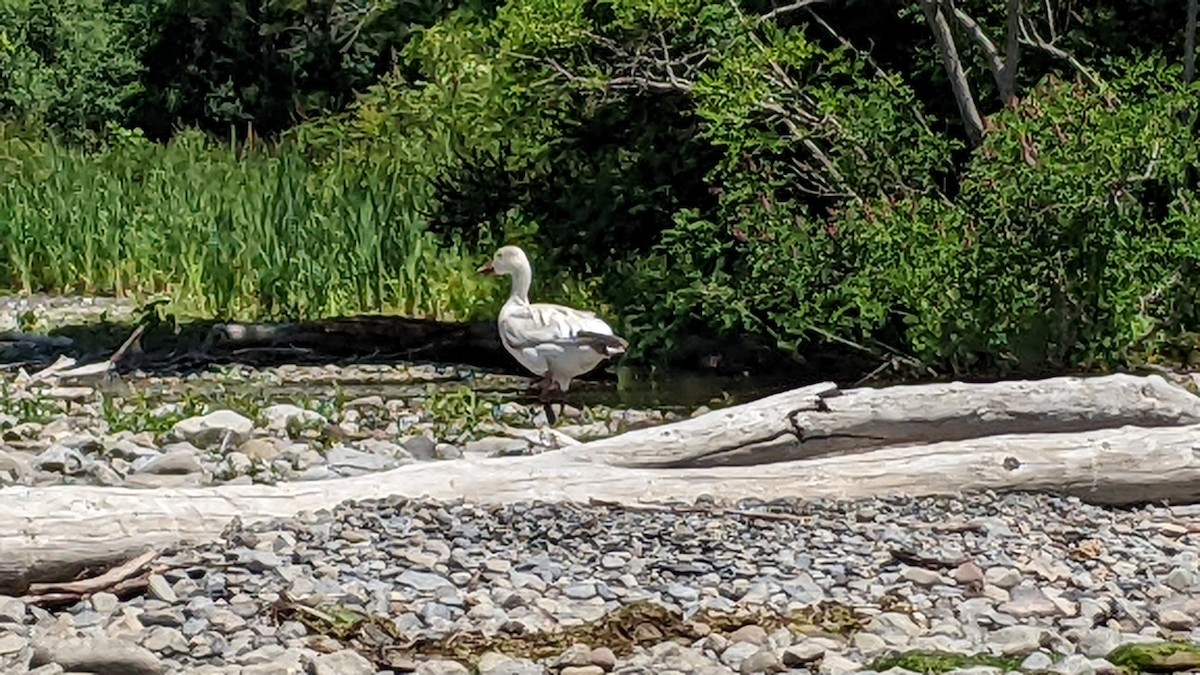 Snow Goose - ML459473861