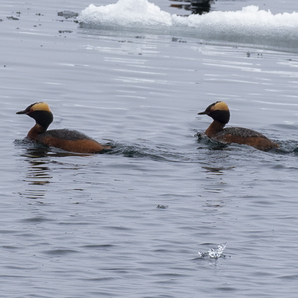 Horned Grebe - ML459474081