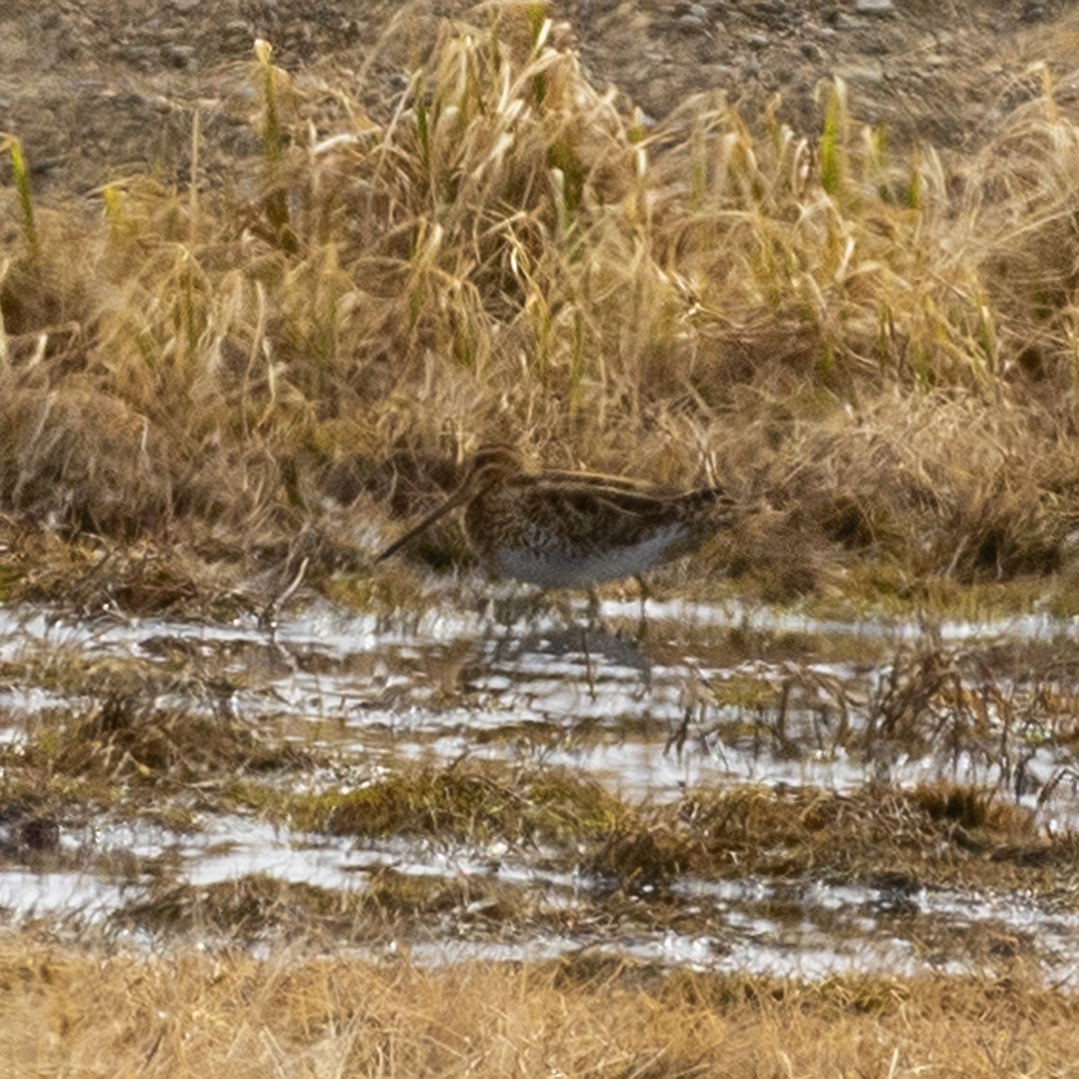 Common Snipe - ML459474431