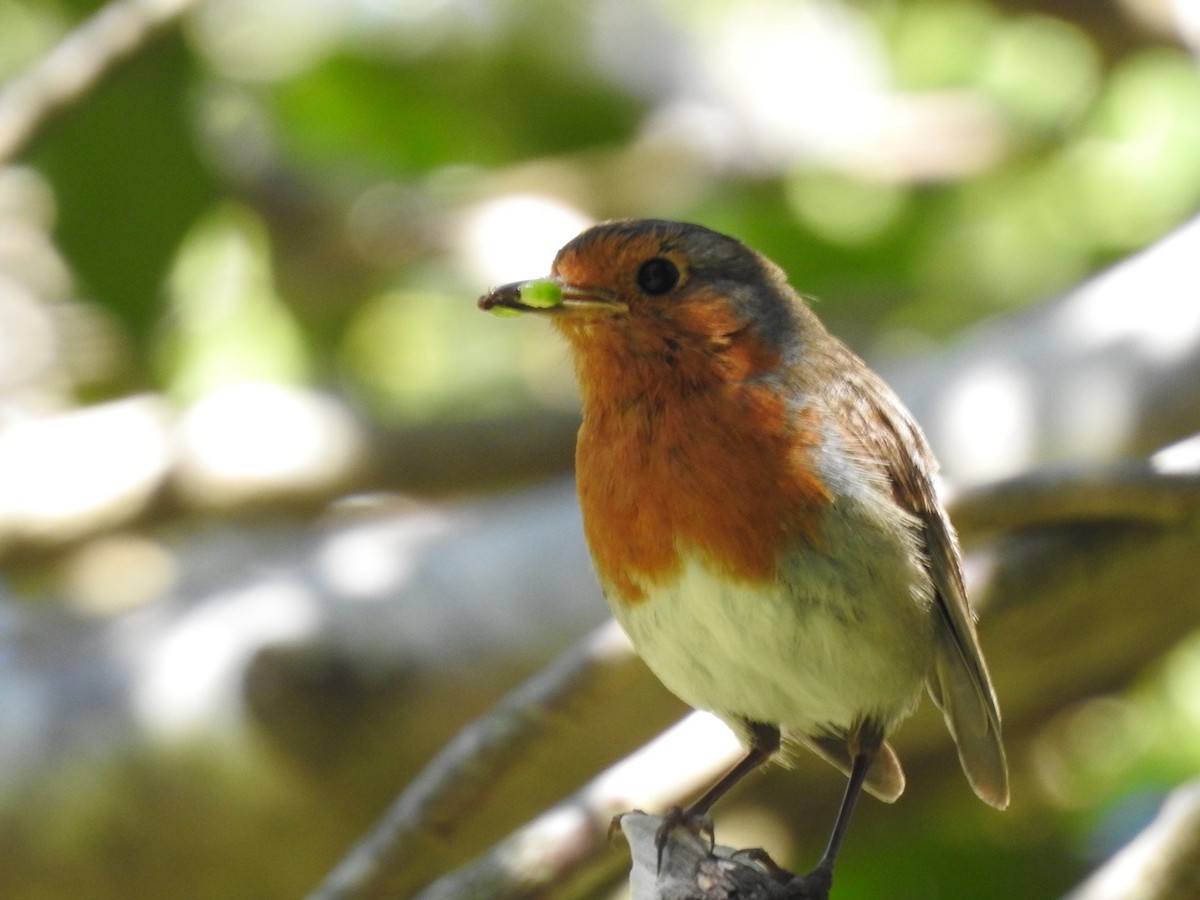 Өрнийн зээрд омруут - ML459474571