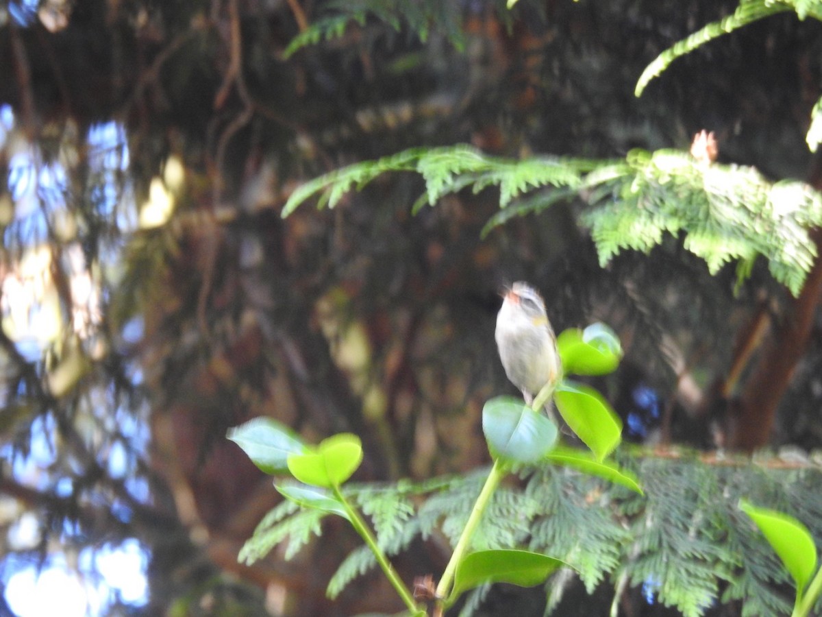 Common Firecrest - ML459474691