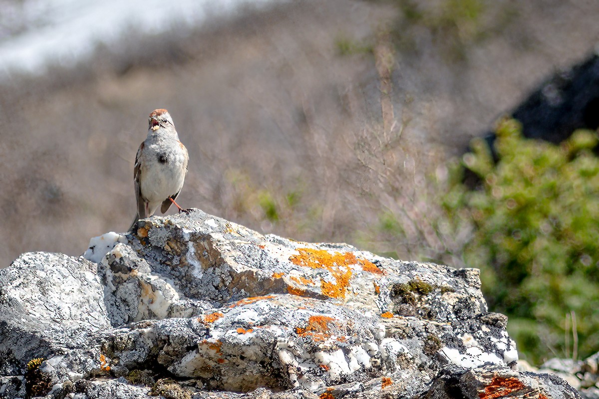 American Tree Sparrow - ML459475181