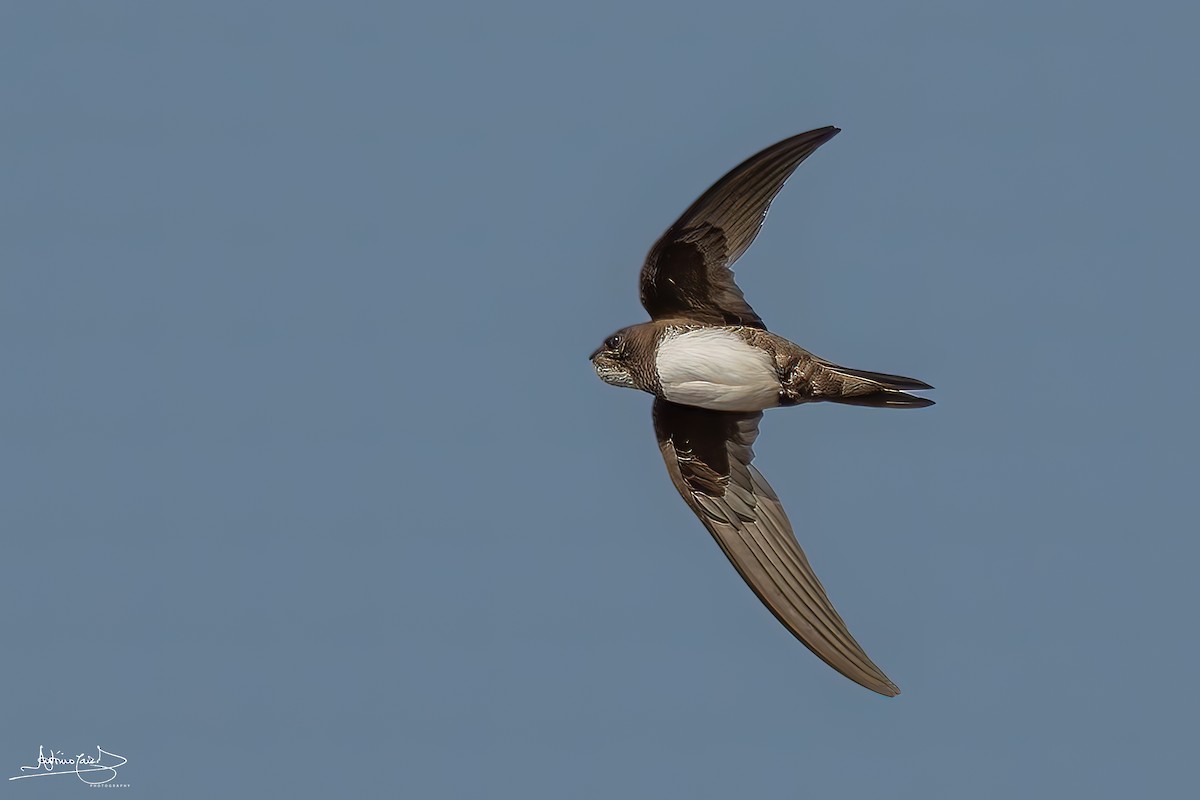 Alpine Swift - ML459475361