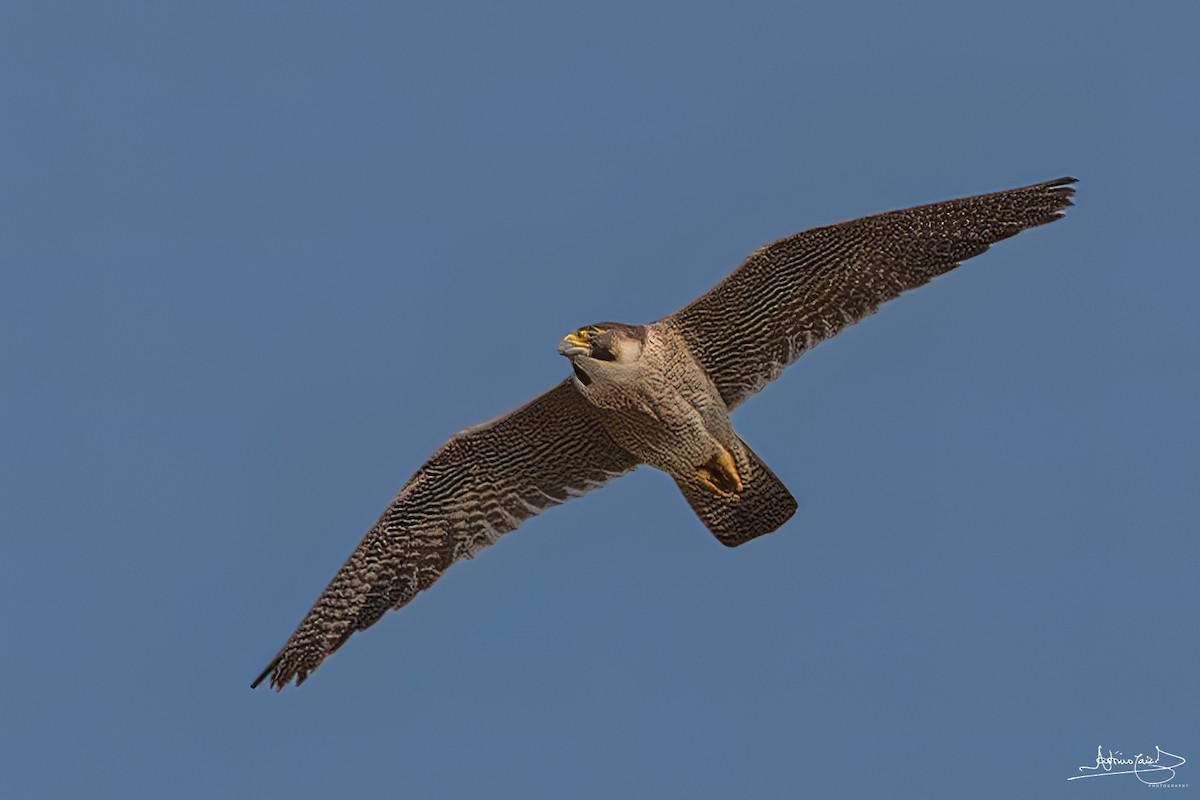 Peregrine Falcon - ML459475381