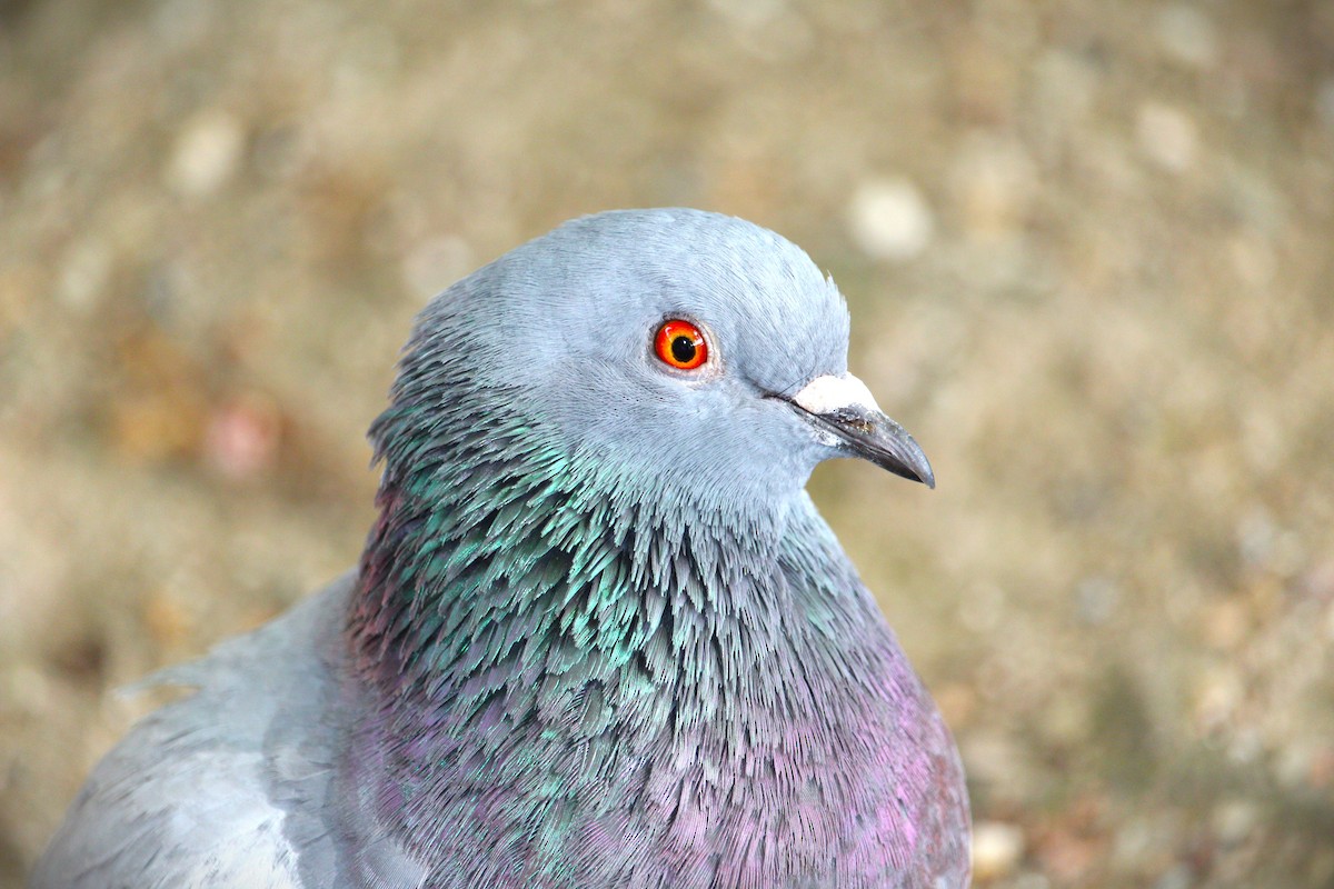 Rock Pigeon - ML459475411