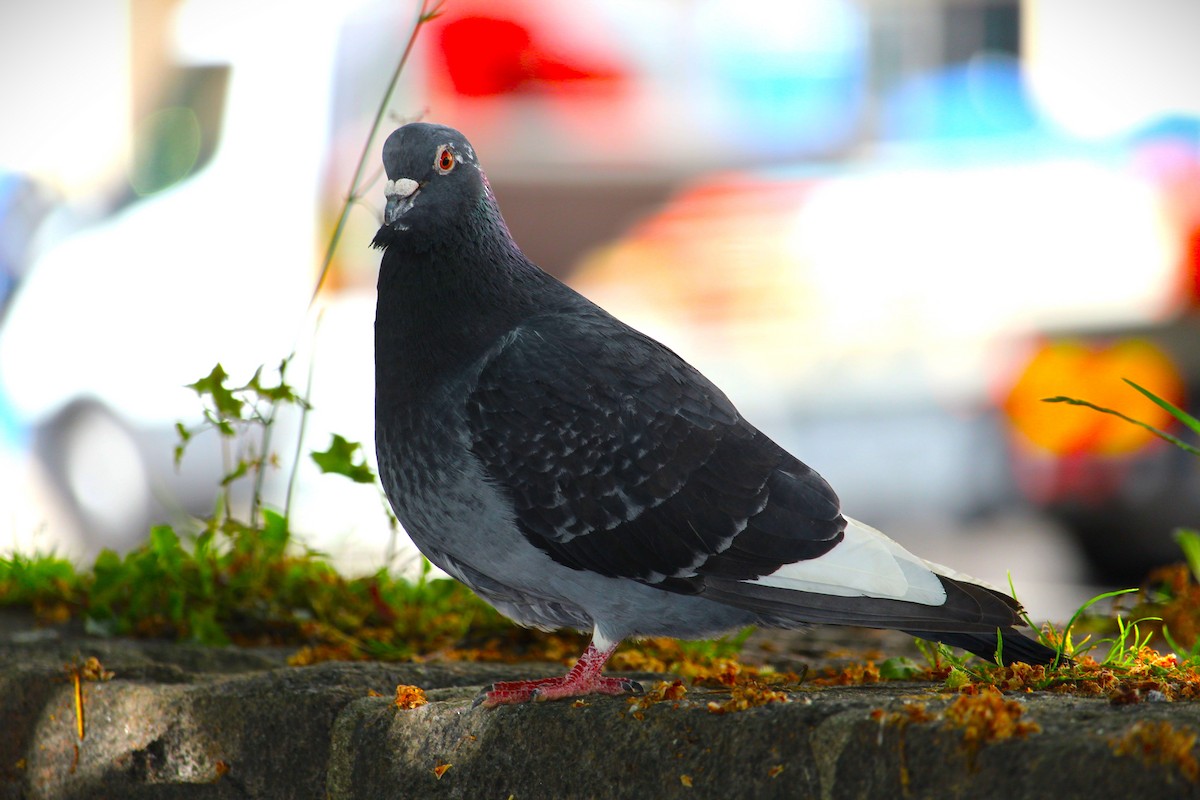 Rock Pigeon - ML459475651