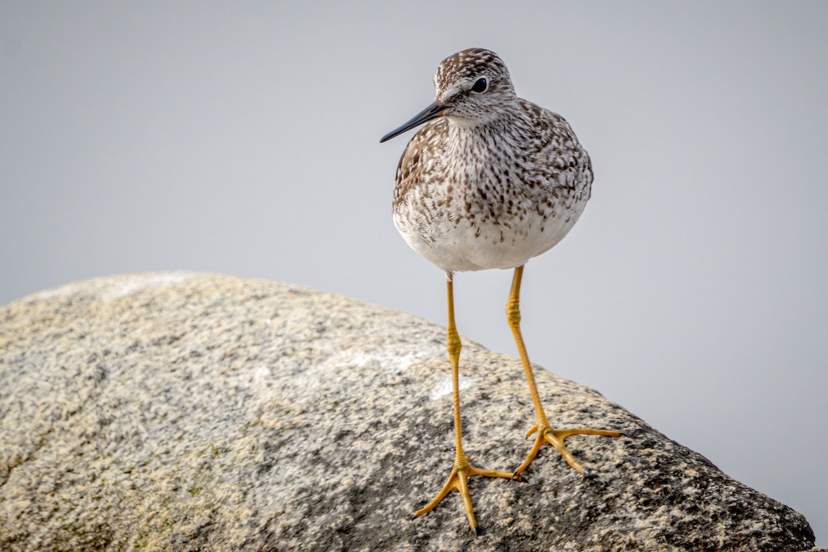 Lesser Yellowlegs - ML459476441