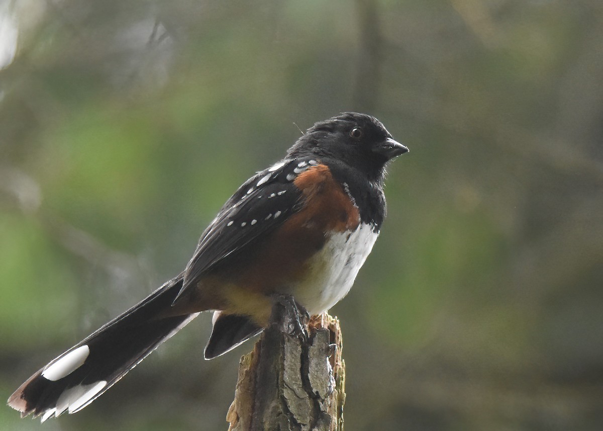 Spotted Towhee - ML459476731