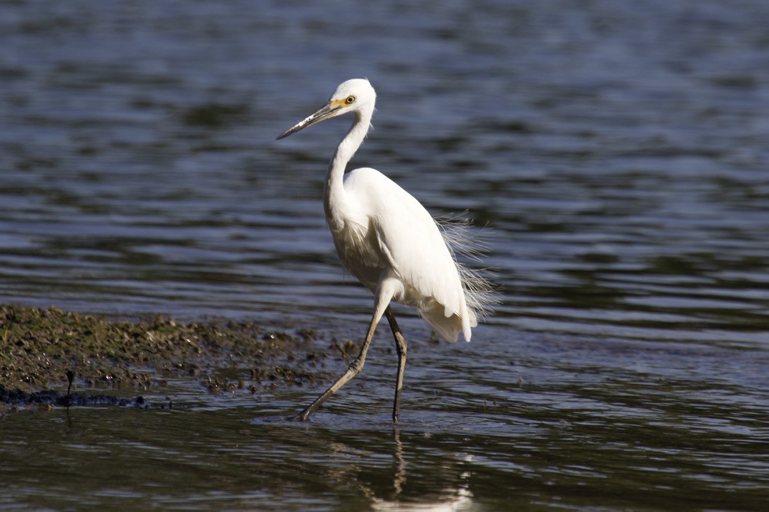 Little Egret - ML459477161