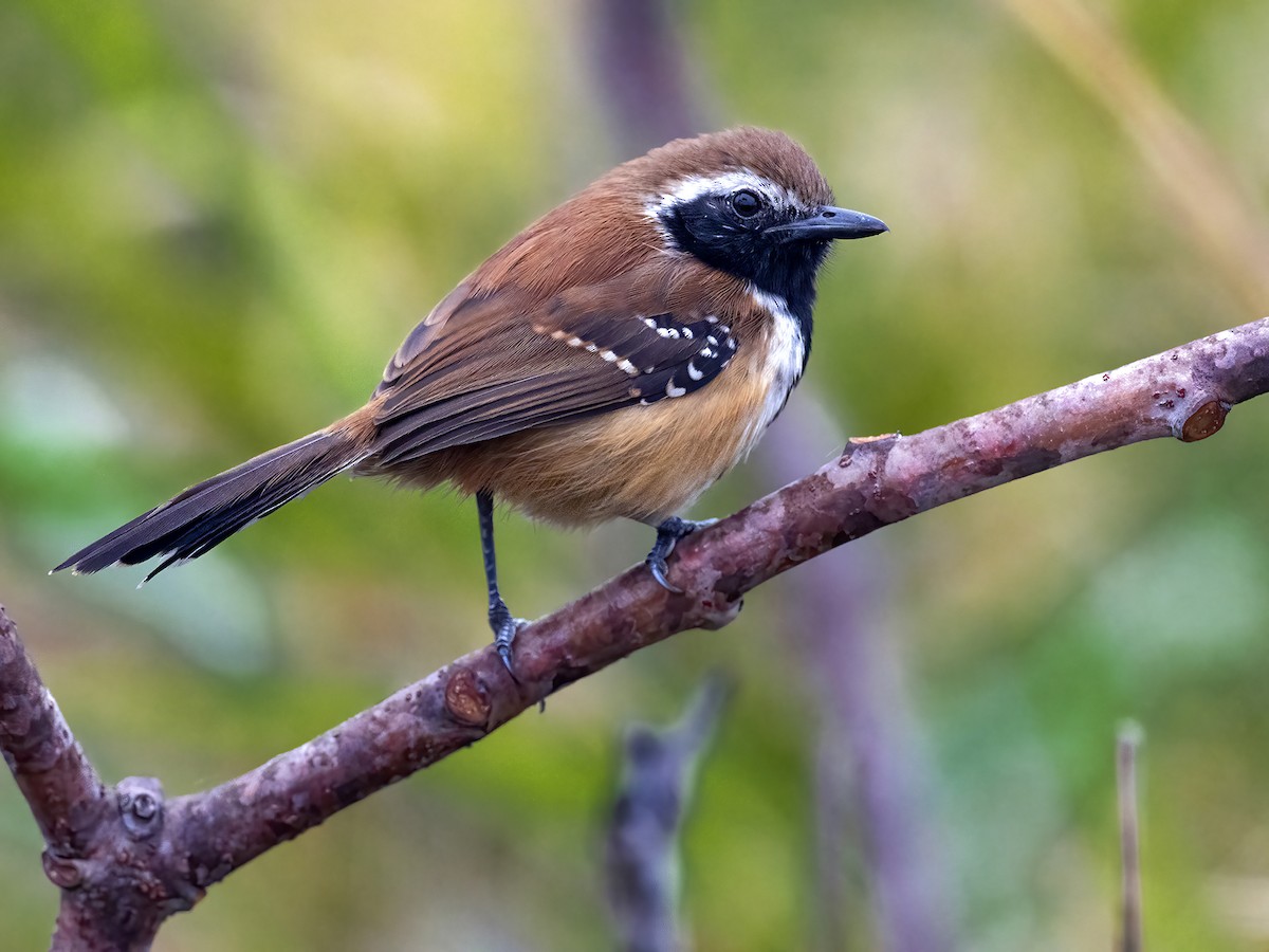 Rusty-backed Antwren - ML459477941