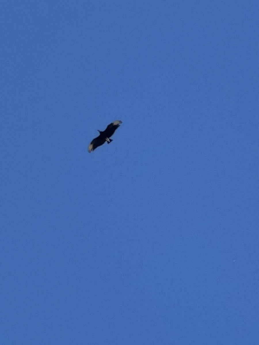 Black Vulture - ML459478871