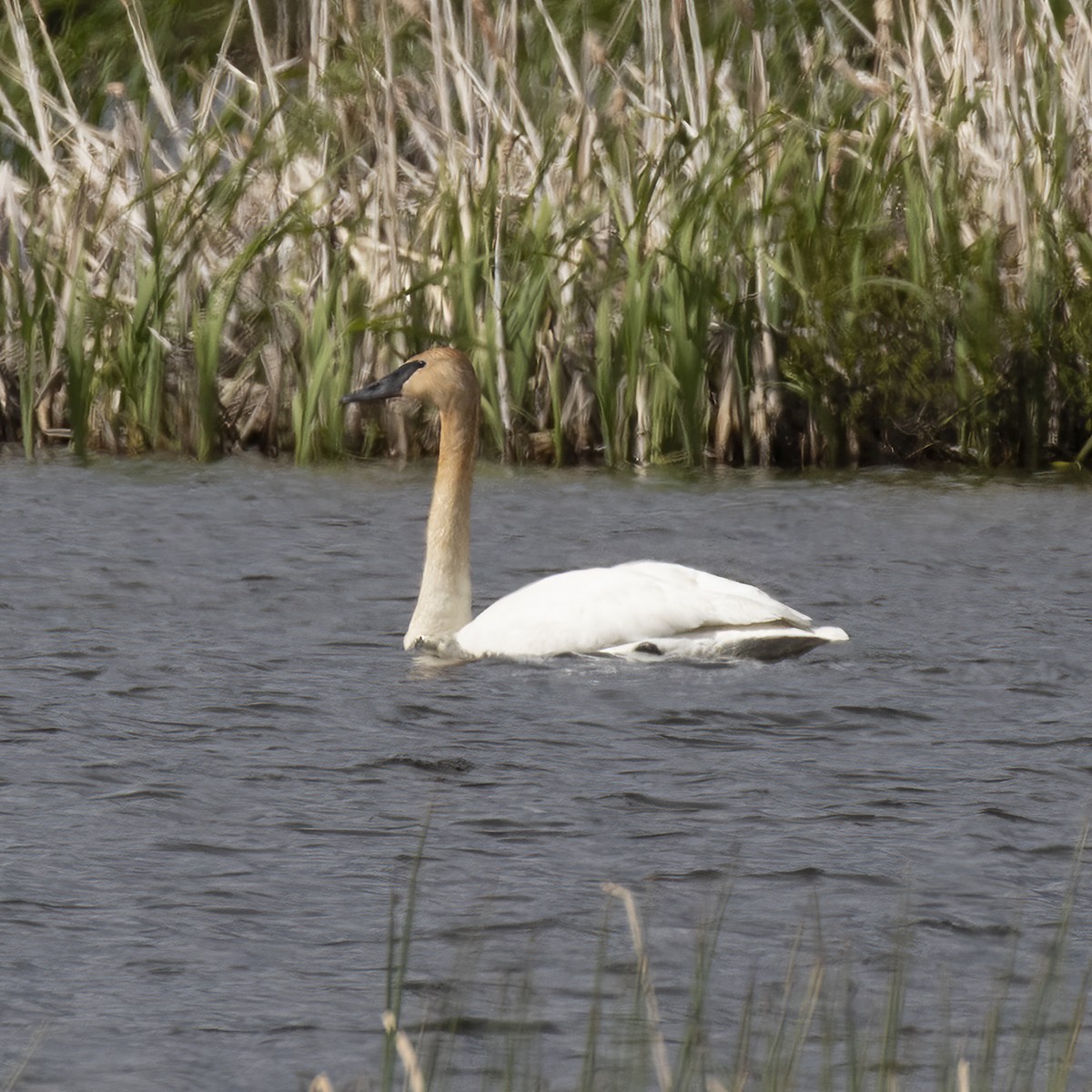 Cisne Trompetero - ML459479461