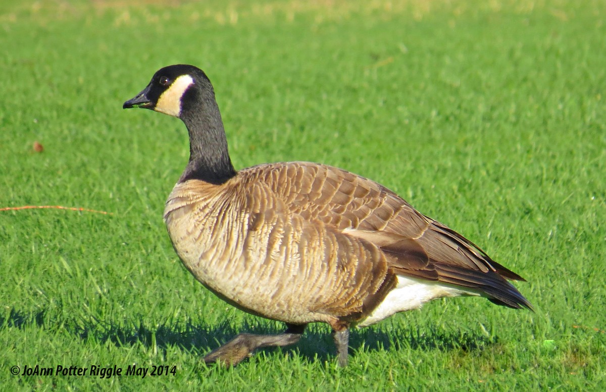 シジュウカラガン（hutchinsii） - ML45947951