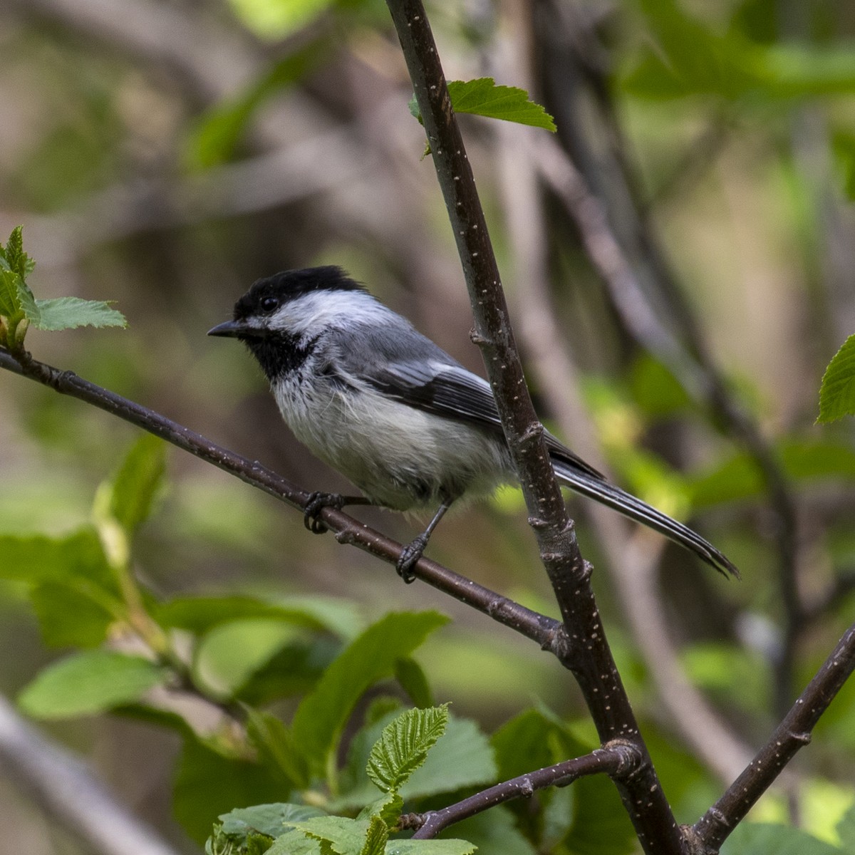 Mésange à tête noire - ML459480611