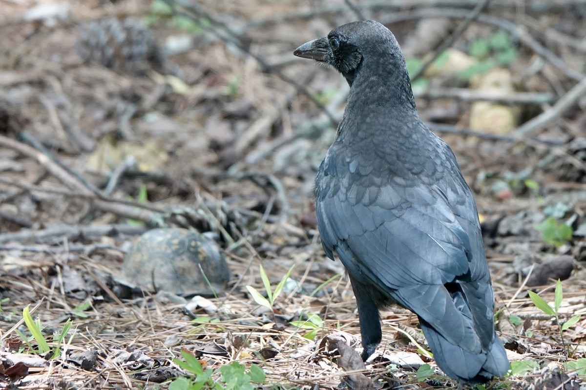 American Crow - ML459481181
