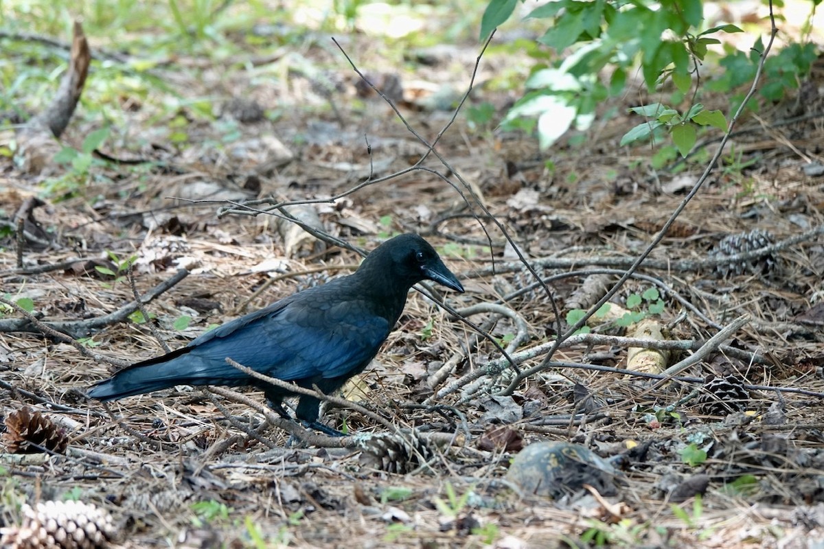 American Crow - ML459481201