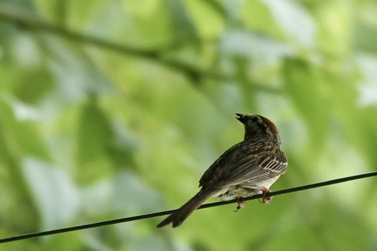 Chipping Sparrow - ML459481291