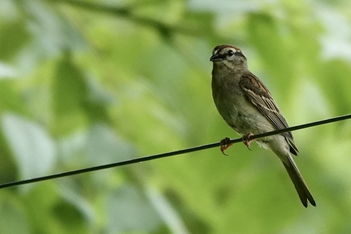 Chipping Sparrow - ML459481311