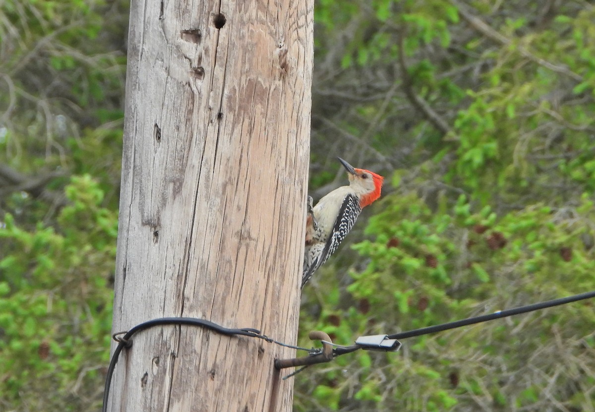 Red-bellied Woodpecker - ML459482141