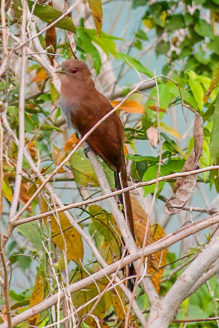 Little Cuckoo - ML459483571