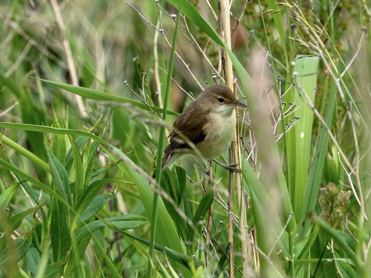 Common Reed Warbler - ML459484361