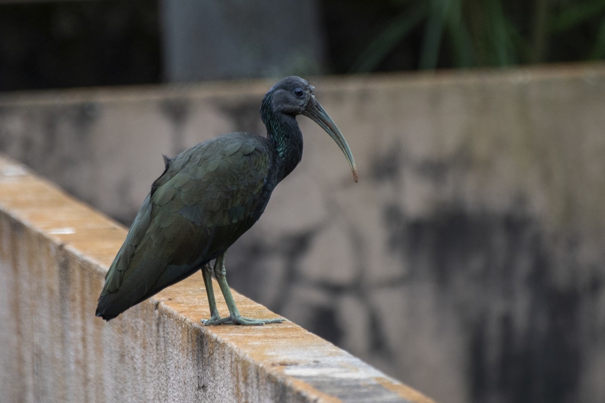 ibis zelený - ML459486411