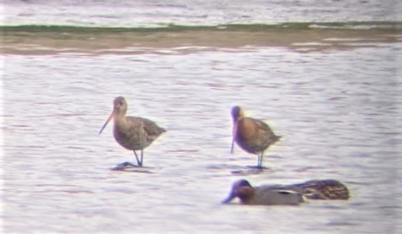 Black-tailed Godwit - Jon. Anderson