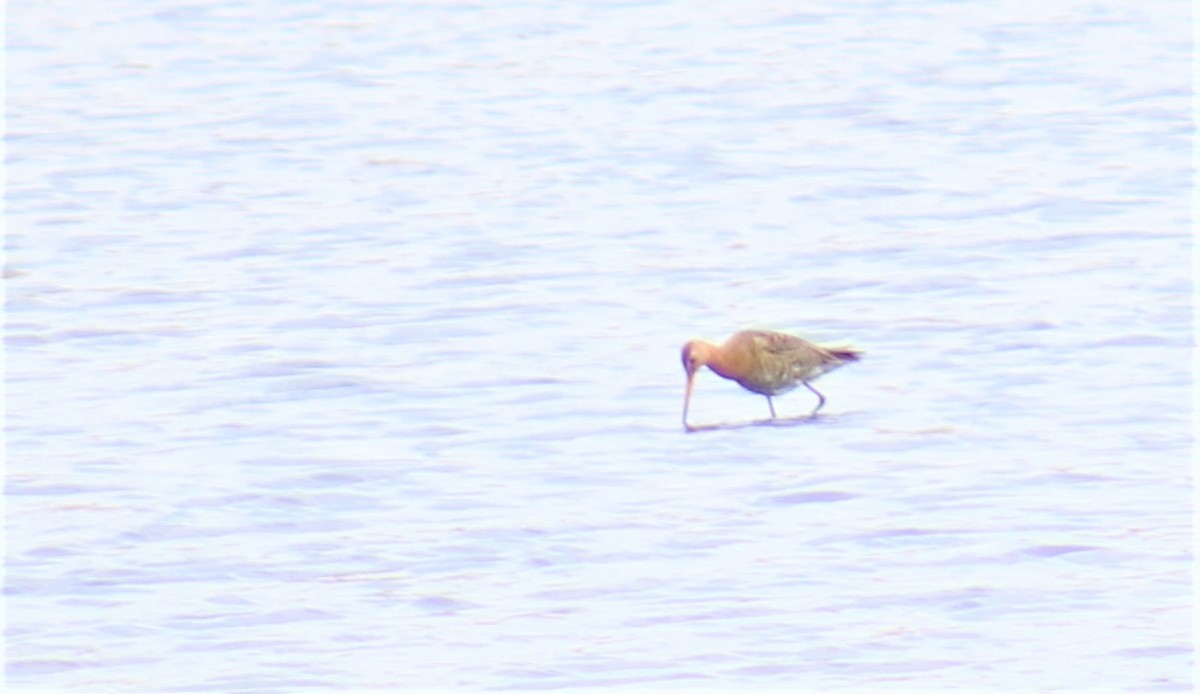 Black-tailed Godwit - Jon. Anderson