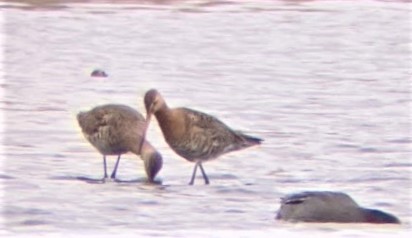 Black-tailed Godwit - Jon. Anderson