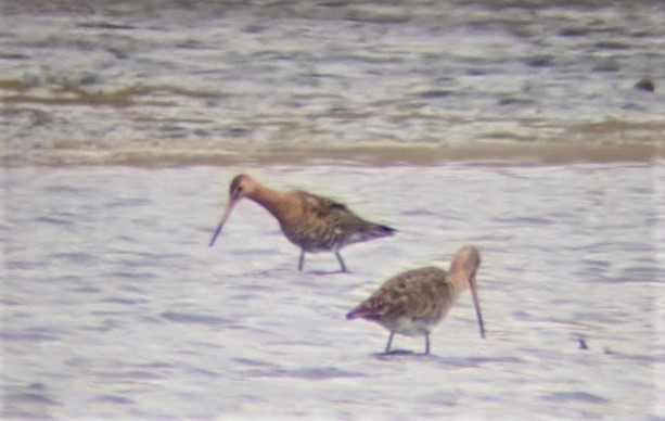 Black-tailed Godwit - Jon. Anderson