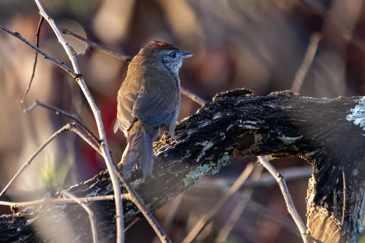 Pale-breasted Spinetail - ML459488631