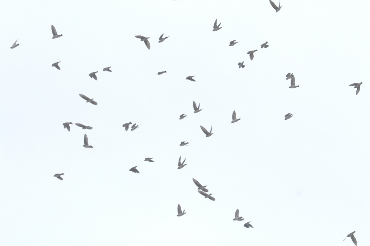 Cliff Swallow - ML459489971