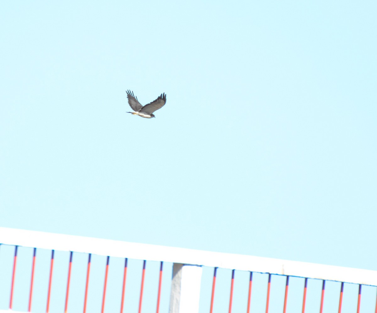 Variable Hawk - ML45949051