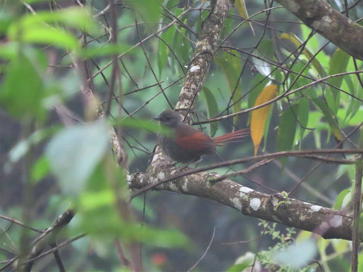 Marañon Spinetail - ML459490581