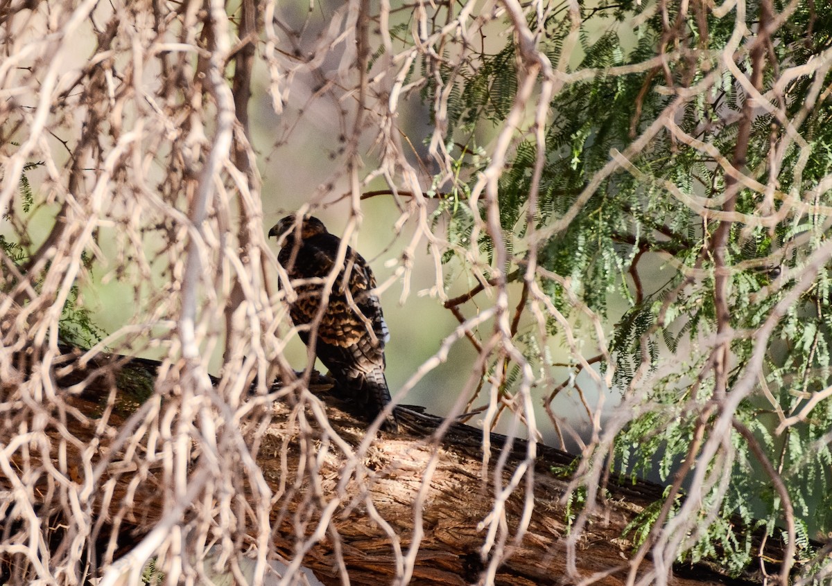 Variable Hawk - ML45949131